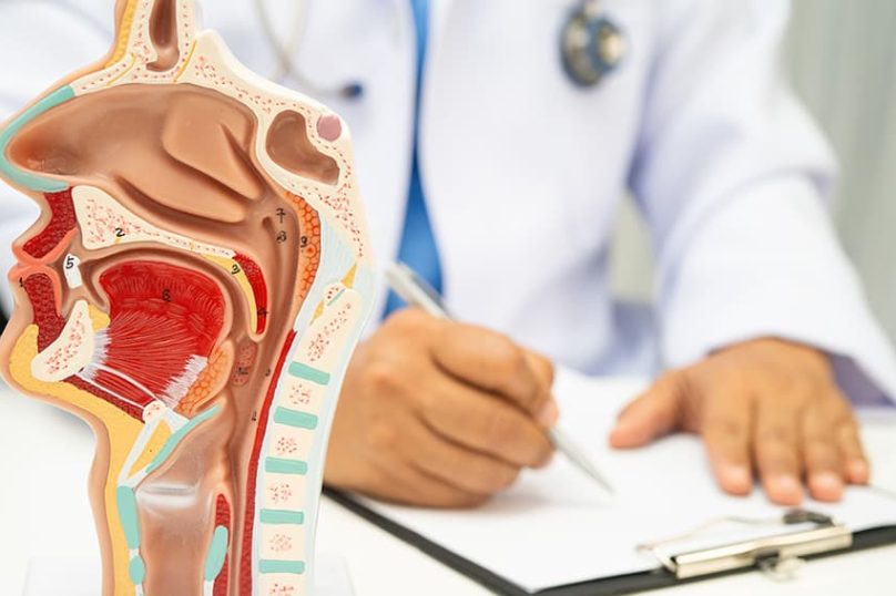 Anatomy model showing nasal cavity and turbinate structures