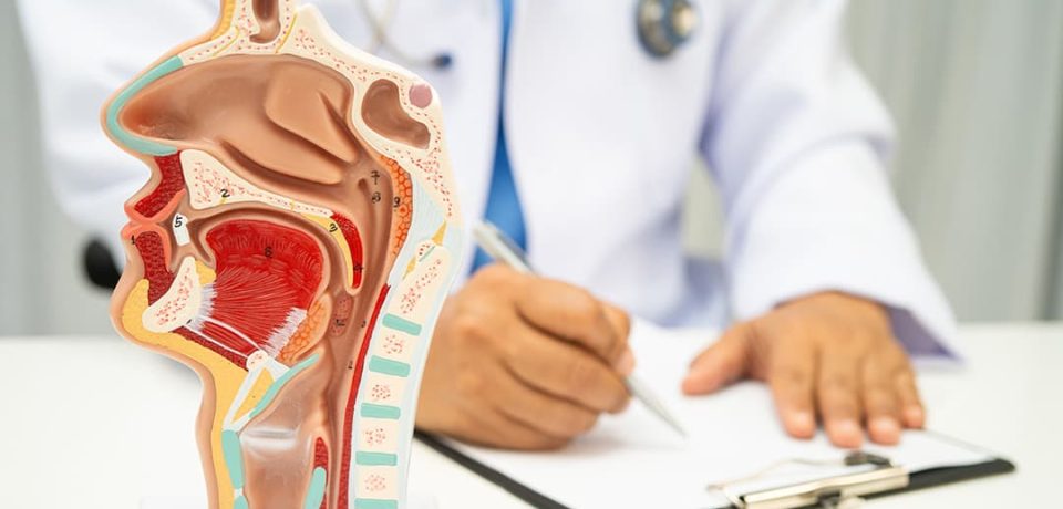 nasal-cavity-and--urbinate-structures Anatomy model showing nasal cavity and turbinate structures