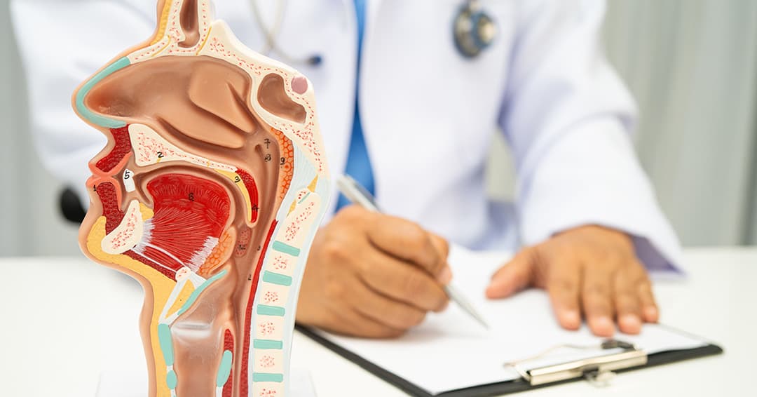 Anatomy model showing nasal cavity and turbinate structures
